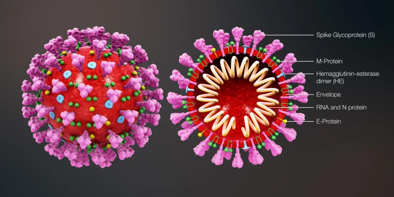 Structure of Coronavirus