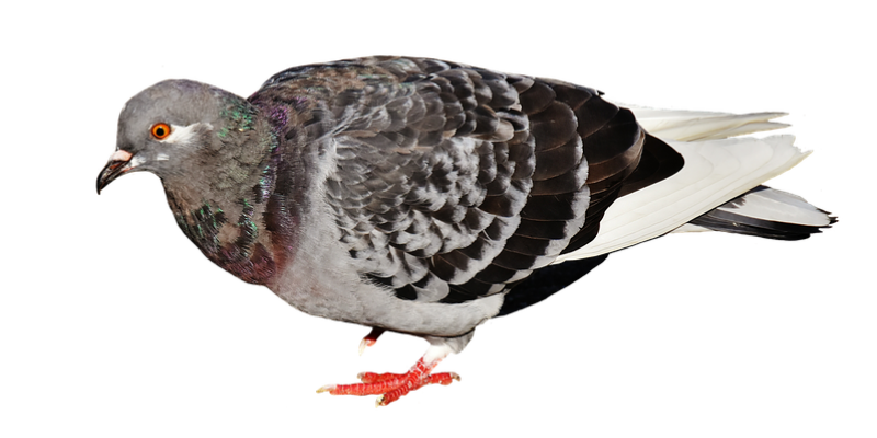 Pigeon